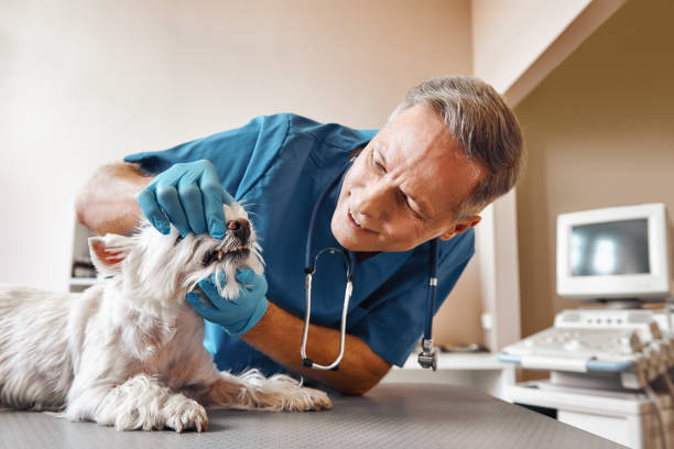 Best Dental Emergency Near Me  in Fern Prairie, WA